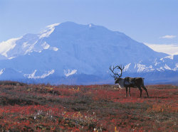 Emperor Of The North (Caribou Grazing In Denali National Park, Alaska, With Mount