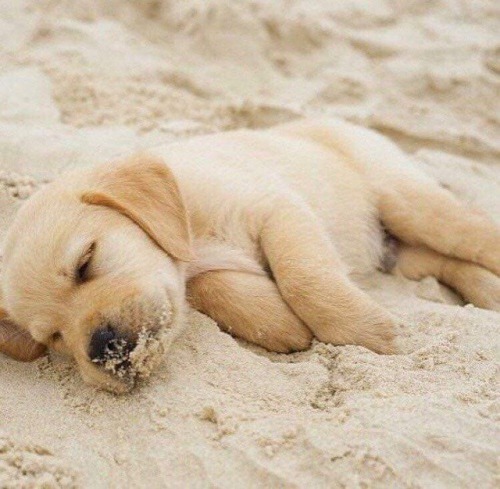 babydogdoo: my puppy loves the beach