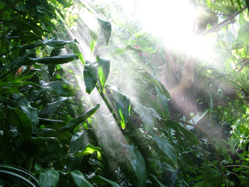 jungle-sorbet: follow jungle-sorbet for more tropical xox ❁❁ following back  ❁❁