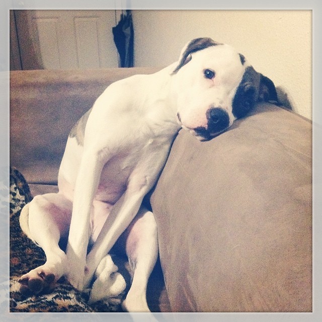 polareyez:  So sleep. Wow. Much comfort. #Leeloo #Pitbull #Terrier #Hilarious