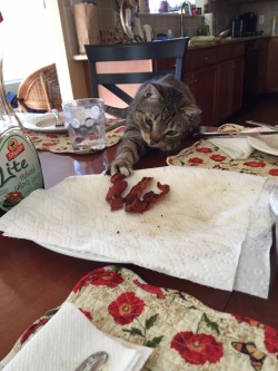 cute-overload:  Everyone loves baconhttp://cute-overload.tumblr.com