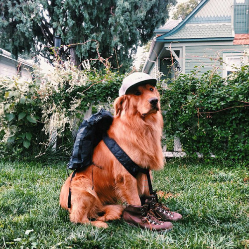 boredpanda:    Human Takes His Dog On Epic Adventures, Proves That Dogs Are The Best Travel Buddies   