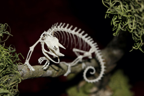 snakeybones - Jac.kson’s Cham.eleon skeleton articulation part...