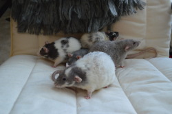 karasratworld:  &ldquo;Ooh is this a new chair!? We should explore&rdquo; 0.5 seconds later- rat snooze pile. C’mon rats, be interesting. 