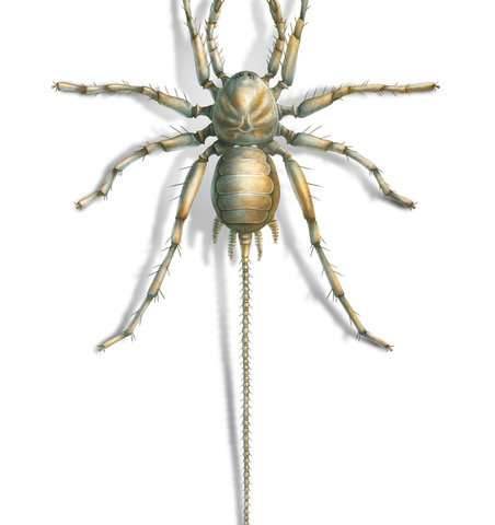 Unusual Cretaceous spiders Arachnids are held to be scary enough by some people without added tails 