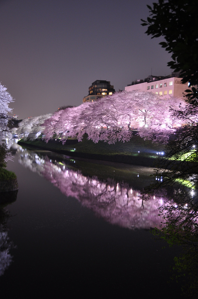son-0f-zeus:  Chidoriga-fuchi Night Sakura 千鳥ヶ淵 | Marufish  