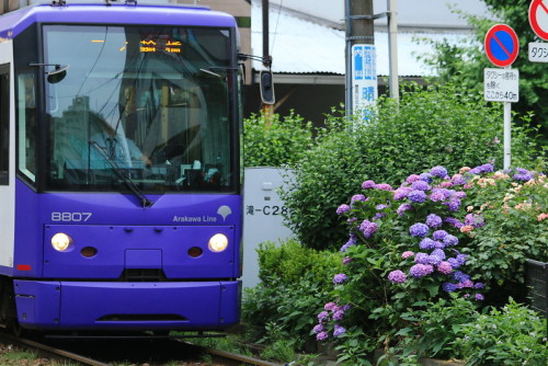 shinjjuku:あじさいとパープルの都電荒川線8807。 yagi-s