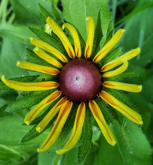 What the Bleep does Anybody Know [about this flower]? It just decided to grow in my front garden, al