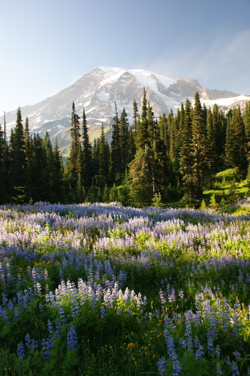 frommylimitedtravels:  Paradise meadows - Mt. Rainier  Pnw life 