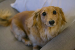 heartsandwheels:  this is eve. she’s a long hair dachshund and seven years old. 