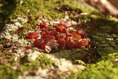 wyrmcraft:Runes made out of Baltic amber.