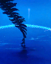 credencesbarebone:Fantasia + Waltz of the Flowers