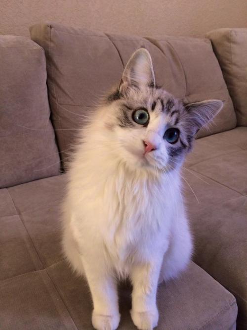 kimkardashingthroughtthesnow:cuteness-daily:Seven the Kitty &ldquo;The cutest cat in the wo