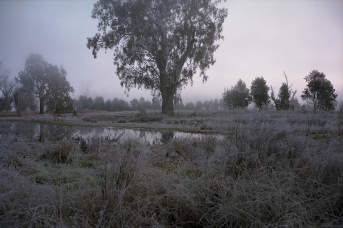 foxmouth:Tumut Wetlands, 2016 | by Jamie Hladky