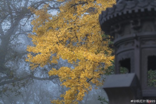 fuckyeahchinesegarden:藏海寺canghai temple, suzhou, jiangsu province by 枫红叶落999