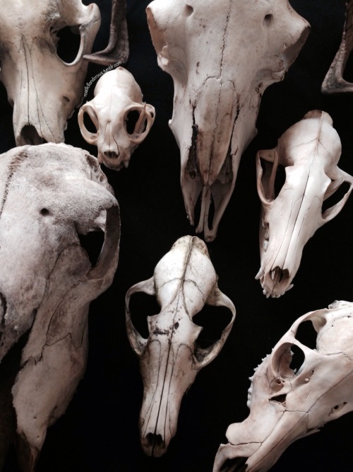Some Of My Skulls.