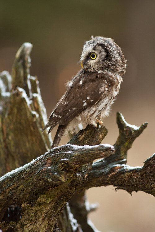 earthlynation:Tengmalm´s Owl by Milan Zygmunt