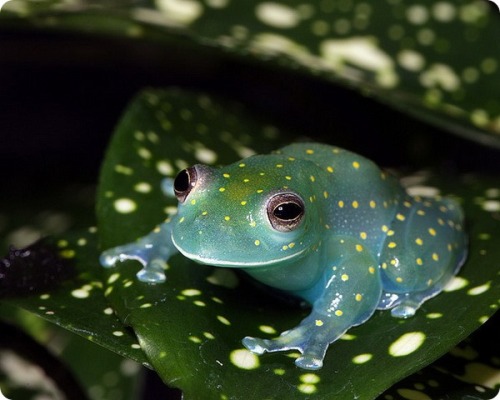 ftcreature:   Glass Frog glows like a constellation within the dark of the South American rainforest. 