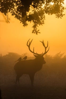 cervideus:  Red Stag, 2 Magpies by Matthew Cattell on 500px.com