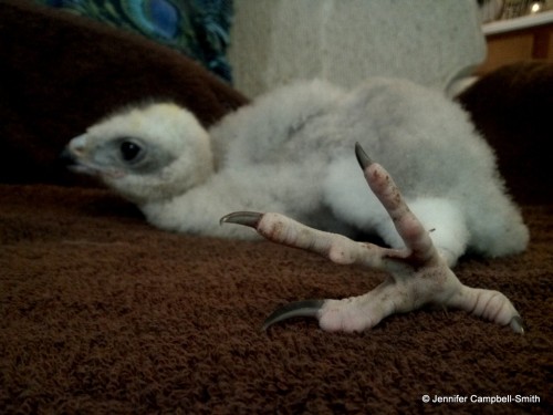 This is my friend&rsquo;s new baby (eyass) northern goshawk (Accipiter gentilis).  He is a captive b