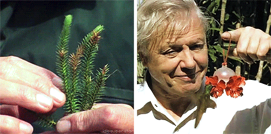 idlesuperstar:  Happy 90th Birthday David Attenborough [b: 8th May 1926] It seems