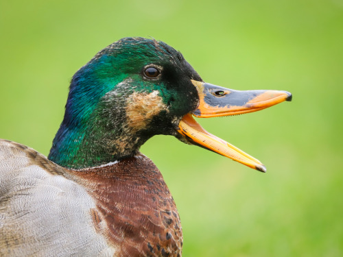 longingforrotkehlchen: Look who is back in town! It’s “intersex” mallard!Stockente