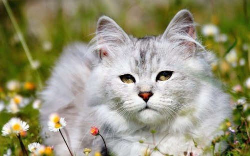 cat kween