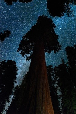 wonderous-world:  The Oregon Tree Milky Way