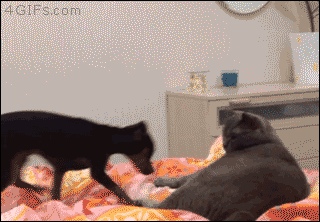 For animated GIFs — Go away…awaaay. [video]