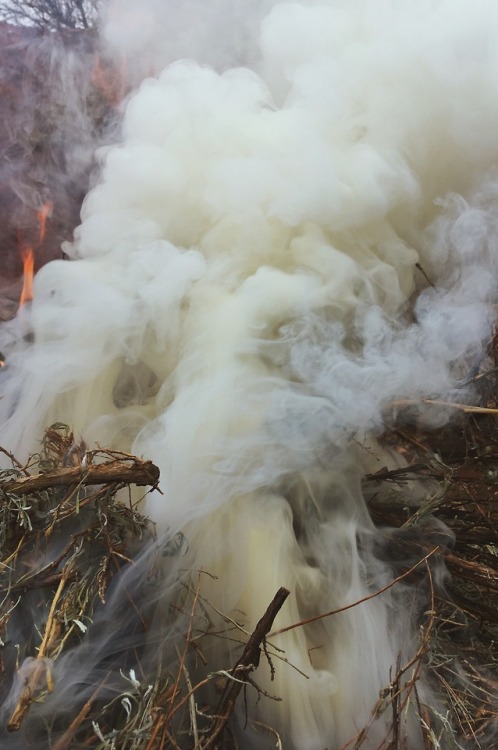 Organic matter dissipates to ashsaliva shrubs sacred branches softly searbefore they collectively cr