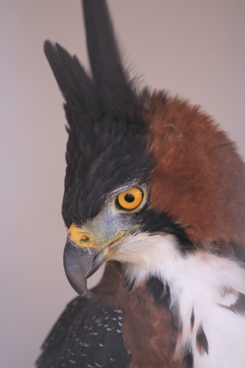 naturepunk:Ornate hawk-eagle at the World Center for Birds of Prey in Boise, Idaho. Images by NaturePunk. 