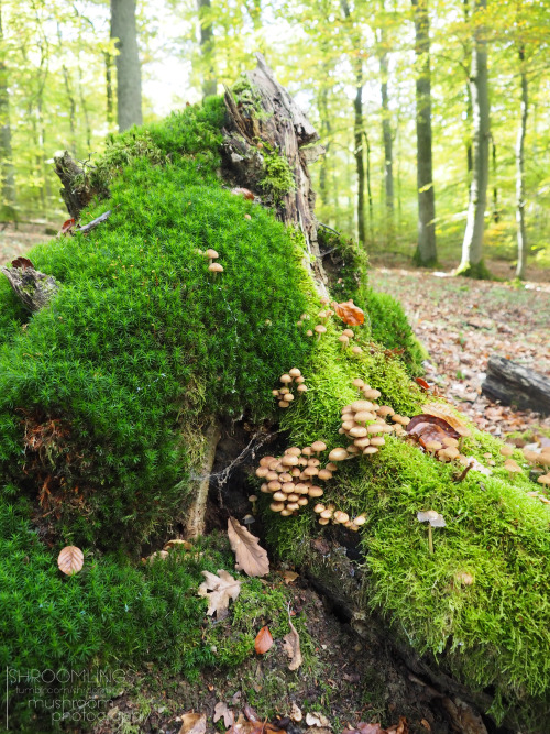 Mossy mushroom castle….