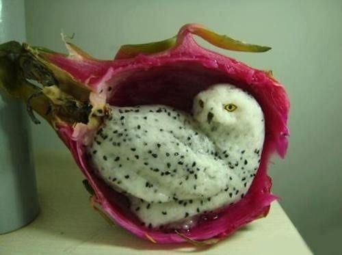 sixpenceee:Owl carved out of a dragonfruit