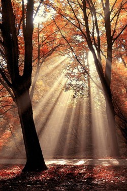 porcvpine:  Dressed To Shine by Lars Van De Goor