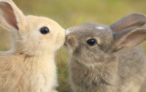 iopele:awesome-picz:Kissing Animals Prove That Kisses Aren’t Just For People.awwwwww, smooches!!!