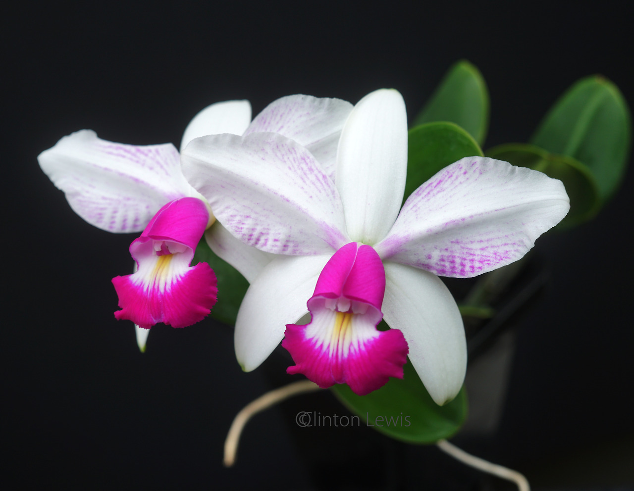 ORCHID DYNASTY — Cattleya violacea v. semi-alba 'Thunderclap'...