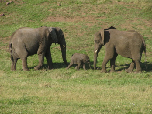 babby elephant