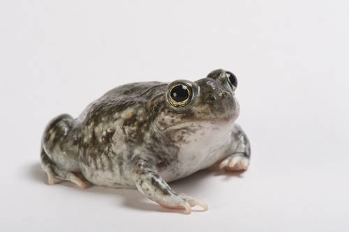 toadschooled:This aggressively cute plains spadefoot toad [Spea bombifrons] was photographed by Joel