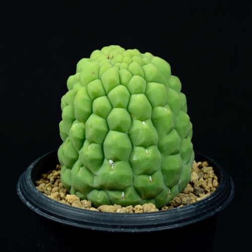 羅漢丸 #cactus #サボテン #succulent https://www.instagram.com/p/BqcNPDTHxHw/?utm_source=ig_tumblr_share&