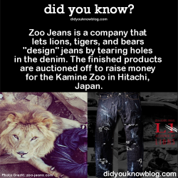 did-you-kno:  Zoo Jeans is a company that