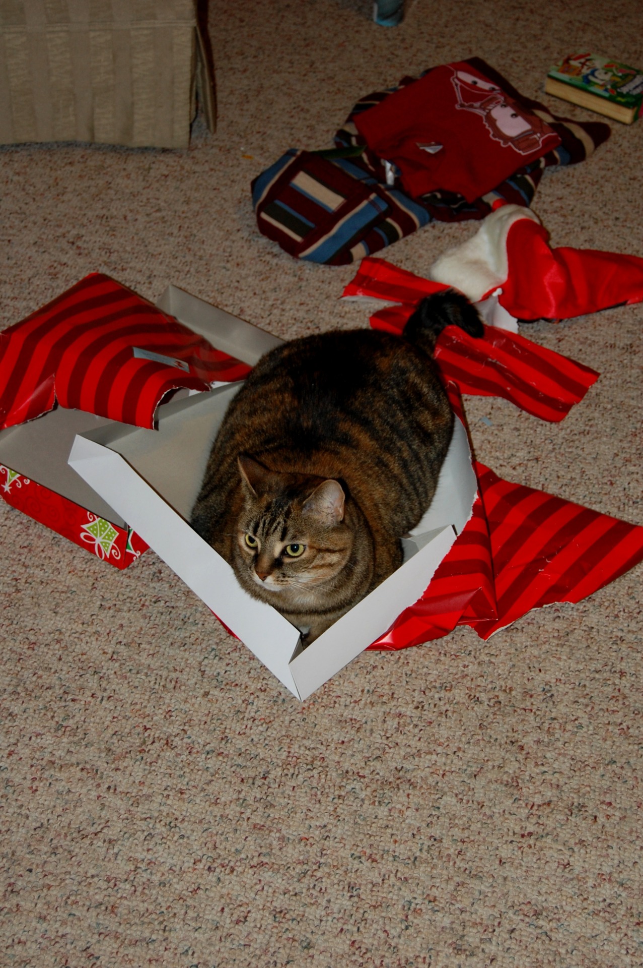 derpycats:  Princess Fatty Pants wants to unwrap presents too!