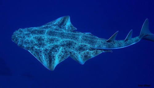 The Angelshark (Squatina squatina) typifies the fish most at risk of extinction: it grows to a large size and is cartilaginous, so it has characteristics which make it less resilient. Once common throughout Europe, it is now only found in the Canary...