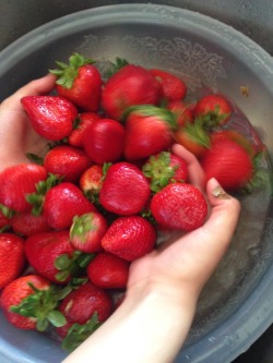 fridakahlokid:  emory loves strawberries