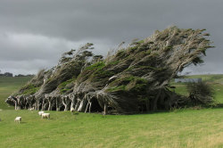 sixpenceee:The Windswept Trees of Slope Point,