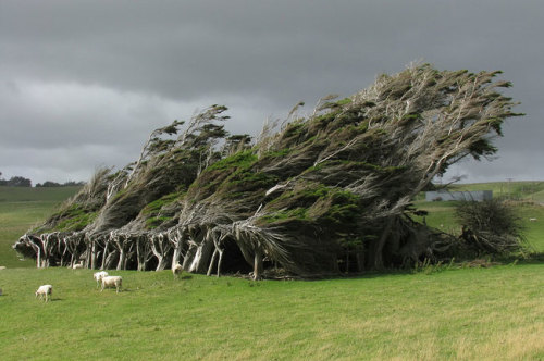 Sex sixpenceee:The Windswept Trees of Slope Point, pictures