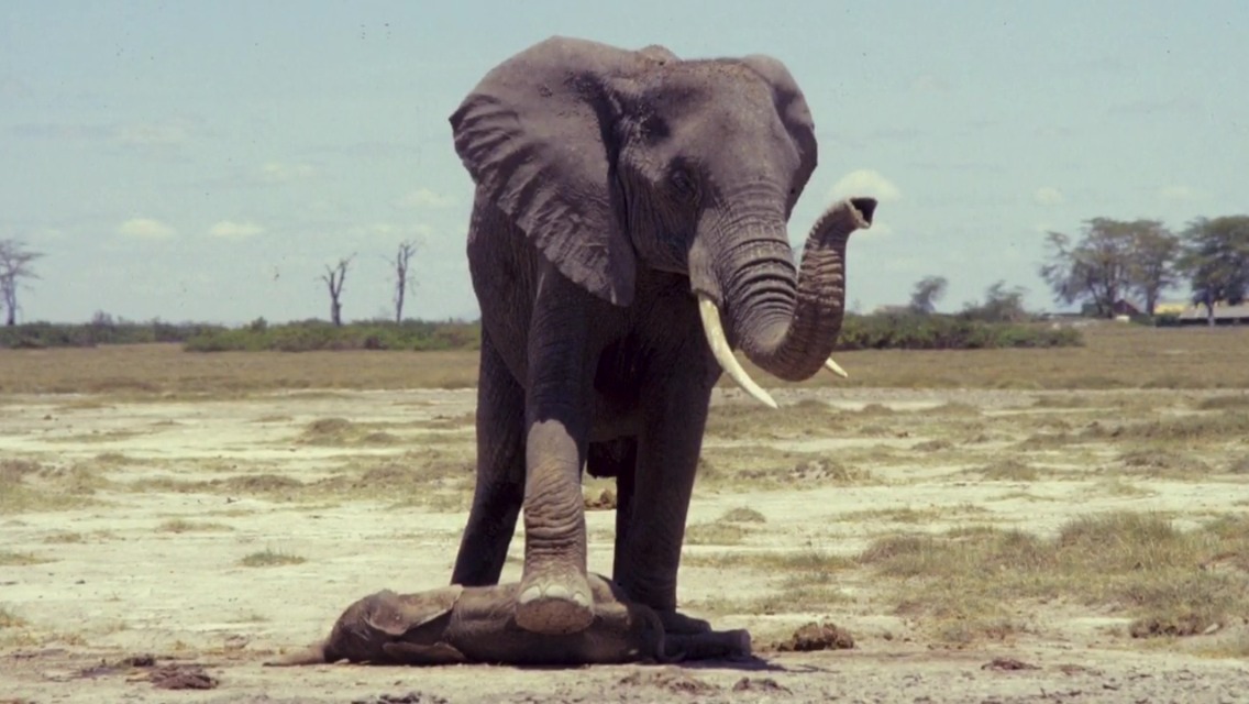 best-of-earth:  Mother stands over her still born calf for two days! She wouldn’t