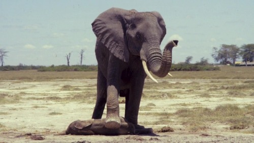 best-of-earth:  Mother stands over her still born calf for two days! She wouldn’t let anyone approach it. A mothers love, nature at its best.   -Chris