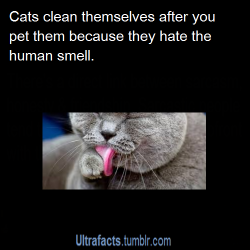 ultrafacts:  Source For more facts follow Ultrafacts  Oh trust me kitties I don&rsquo;t like it either WHEN YOU SHED YOUR FCKING FUR ALL OVER MY BLACK CLOTHES.