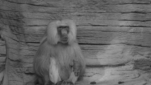 Baboon series 1Riverbanks Zoo - Columbia, SC