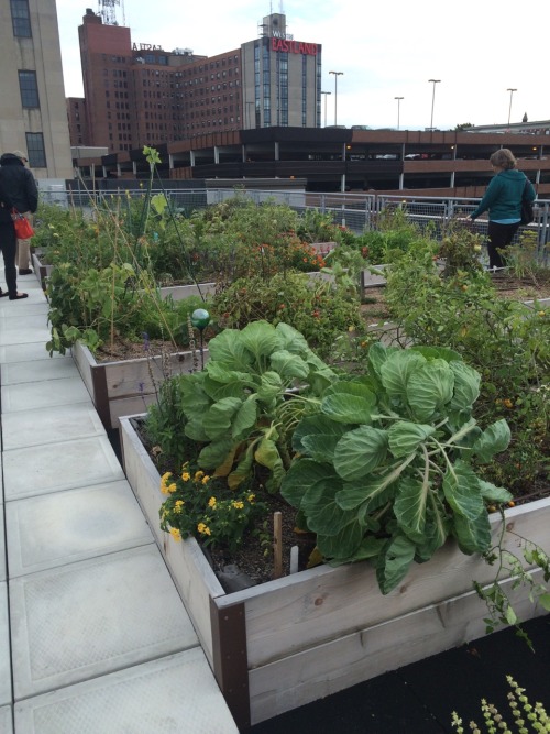 maevowavo: The garden and greenhouse on top of 409 Cumberland, an affordable housing development in 